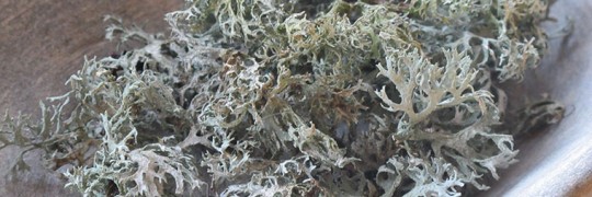 Lichen gathered in a marble bowl